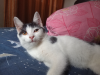 Mix Persian Cat